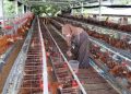 Harga Telur Turun, Peternak di Rembang Khawatir Akibat Harga Pakan Masih Tinggi