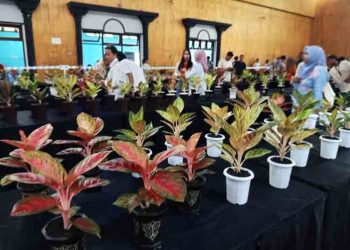 215 Kolektor Aglaonema Hadir di Salatiga untuk Ikuti Kontes Tanaman Hias