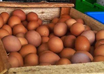 Dinilai Lebih Stabil, Pedagang di Salatiga Sambut Baik Penurunan Harga Telur