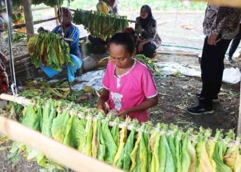 Blora Lindungi Ribuan Buruh Tani Tembakau Lewat BPJS Ketenagakerjaan, Anggaran Rp1 M