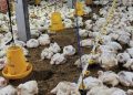 Harga Ayam Terus Menurun Dibawah Biaya Produksi, Peternak Wilayah Pantura Rugi Besar