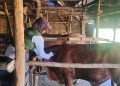 Program Inseminasi Buatan Berhasil, Populasi Sapi di Rembang Tembus 100 Ribu Ekor