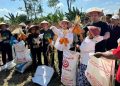 Dihadiri Walkot, GP Ansor Semarang Gelar Panen Raya Jagung di Lahan 1 Hektar