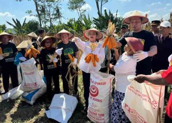 Dihadiri Walkot, GP Ansor Semarang Gelar Panen Raya Jagung di Lahan 1 Hektar