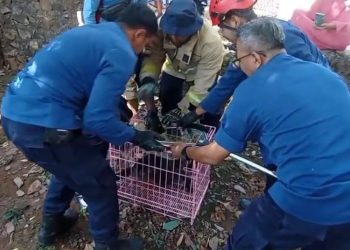 Damkar Evakuasi Lutung Kesetrum Listrik di Semarang, Tangan Kiri Nyaris Putus