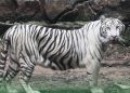 Kematian Satwa Langka Harimau Putih di Semarang Zoo Bakal Diselidiki