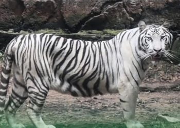 Kematian Satwa Langka Harimau Putih di Semarang Zoo Bakal Diselidiki