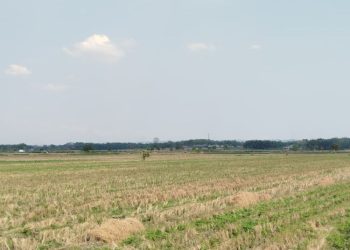 69 Hektar Lahan di Blora Mulai Kekeringan, Petani Diimbau Ikut AUTP Antisipasi Puso