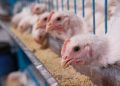 Tak Sanggup Beli Pakan, Peternak Kendal Bakal Bagikan Ayam di Aksi Damai 10 Agustus