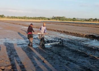 Targetkan Satu Hektar 10 Ton Padi, Grobogan Terapkan Metode PM-AAS