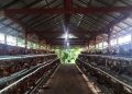 Peternak Blora Keluhkan Harga Pakan Tinggi, Begini Respon Pemkab 