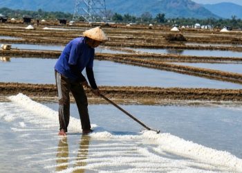 Harga Garam di Rembang Anjlok Hingga Rp550 Per Kg, Petani Kecewa