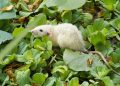 Lahan Pertanian di 22 Desa Wilayah Blora Diserang Tikus, Petani Mengeluh