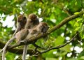 Kawanan Monyet Ekor Panjang Serang Lahan Pertanian di Jateng, Petani Keluhkan Tanaman Rusak 13 Kawanan Monyet Ekor Panjang Serang Lahan Pertanian di Jateng, Petani Keluhkan Tanaman Rusak