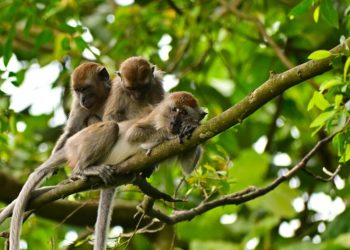 Kawanan Monyet Ekor Panjang Serang Lahan Pertanian di Jateng, Petani Keluhkan Tanaman Rusak