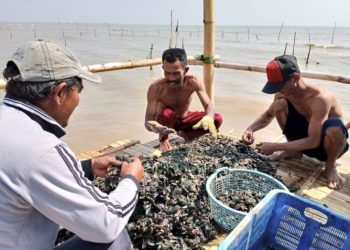 Dukung Pengembangan Budidaya Kerang Hijau, DKP Rembang: Peminat Tinggi