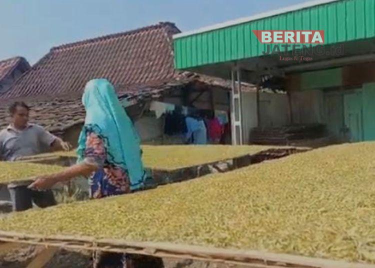 Kemarau Dongkrak Kualitas Tembakau, Petani Grobogan Sambut Gembira Kenaikan Harga 1 Kemarau Dongkrak Kualitas Tembakau, Petani Grobogan Sambut Gembira Kenaikan Harga