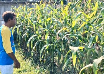 Jagung Siap Panen Diserang Tikus, Petani di Salatiga Keluhkan Rugi