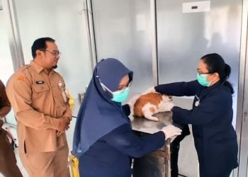 Perketat Lalu Lintas Anjing-Kucing Antar Wilayah, Salatiga Sediakan Vaksinasi Cegah Rabies 1 Perketat Lalu Lintas Anjing-Kucing Antar Wilayah, Salatiga Sediakan Vaksinasi Cegah Rabies