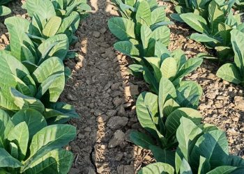 Harga Tembakau Naik, Petani Rembang Sambut Gembira