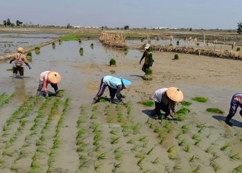Siap-Siap MT1, Blora dapat Tambahan Ribuan Ton Pupuk Subsidi NPK dan Organik