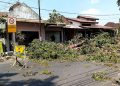 Cegah Banjir, Pohon Besar di Kawasan Purwodadi Grobogan Akan Ditebang