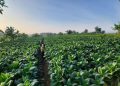 Produksi Tembakau Rembang Tertinggi di Jateng, Capai 11,6 Ribu Ton pada 2025 16 Produksi Tembakau Rembang Tertinggi di Jateng, Capai 11,6 Ribu Ton pada 2025