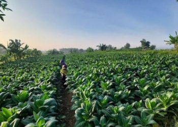 Produksi Tembakau Rembang Tertinggi di Jateng, Capai 11,6 Ribu Ton pada 2025