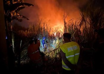 Api Bakar Lahan Tebu Seluas 1 Hektar di Desa Kemasan Pekalongan