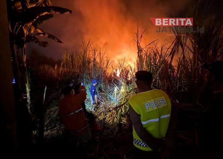 Api Bakar Lahan Tebu Seluas 1 Hektar di Desa Kemasan Pekalongan 1 Api Bakar Lahan Tebu Seluas 1 Hektar di Desa Kemasan Pekalongan
