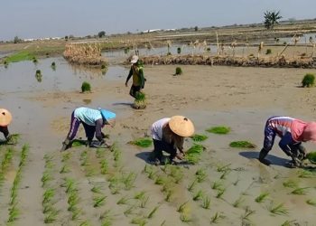 Blora Salurkan 71 Pompa Air, Bantu Petani Hadapi Kekeringan