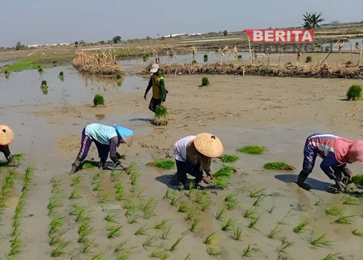 Blora Salurkan 71 Pompa Air, Bantu Petani Hadapi Kekeringan 1 Blora Salurkan 71 Pompa Air, Bantu Petani Hadapi Kekeringan