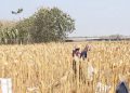 Hama Tikus Menyerang Padi Hingga Jagung di Todanan Blora, Petani Nyaris Gagal Panen