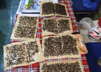 Siswa Makan MBG Dikerubungi Lalat, Ini Respon Pemkab Kudus Soal Kandang Ditutup 8 Siswa Makan MBG Dikerubungi Lalat, Ini Respon Pemkab Kudus Soal Kandang Ditutup